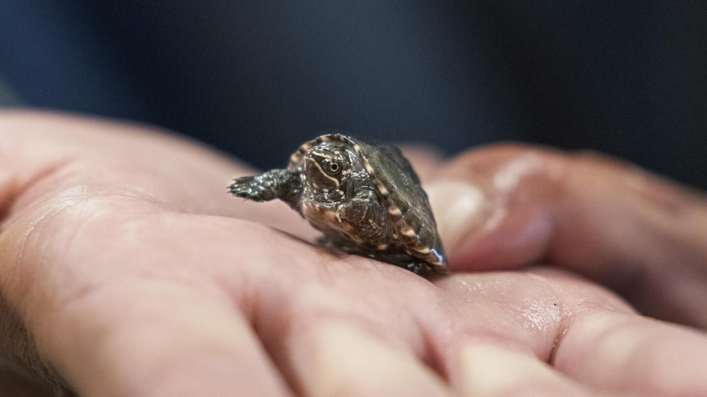 Turtle tongue ring sale